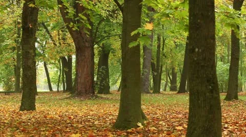 Autumn in a park Stock Footage 12258059