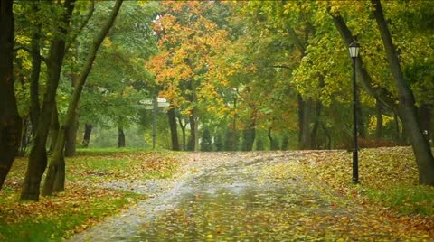 Autumn in a park Stock Footage 12258282