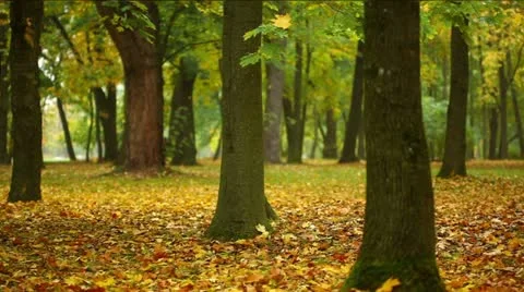 Autumn in a park Stock Footage 12268422