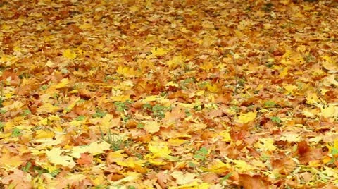 Autumn in a park Stock Footage 12268546