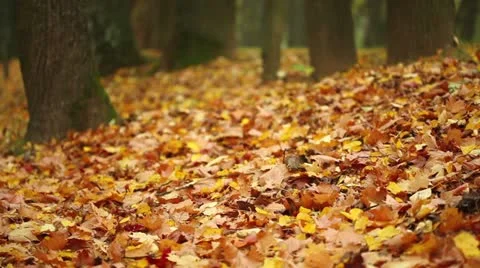 Autumn in a park Stock Footage 12268726