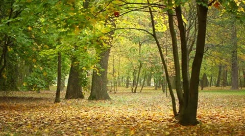 Autumn in a park Stock Footage 12268939