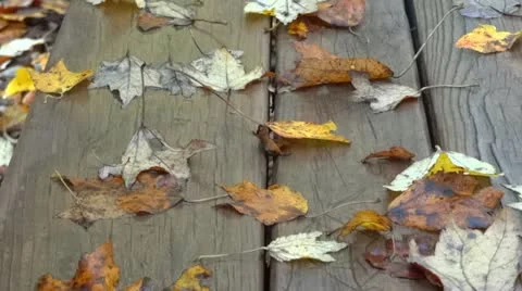 Autumn park 스톡 동영상 12362867