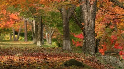 Autumn park. Stock Footage