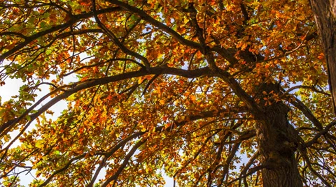 Autumn Park 库存影片 30462367