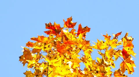 Autumn Park Stock-Footage 30486648