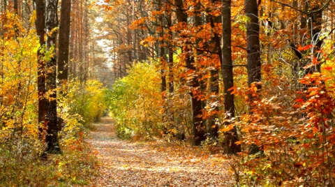 Autumn park Stock-Footage 31964610