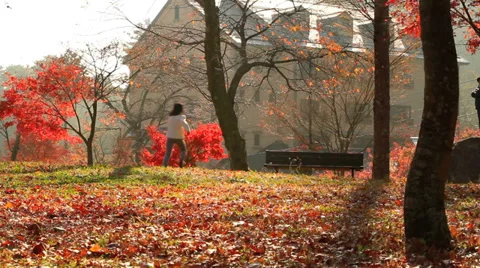 Autumn Park. Stock Footage 33261483