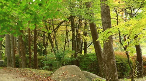 Autumn Park. Stock Footage 33262795