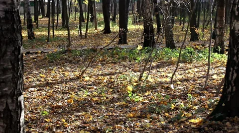 Autumn in the park 스톡 동영상 33793743