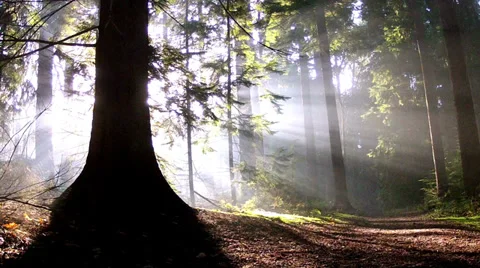 Autumn in the park Stock Footage 34299117