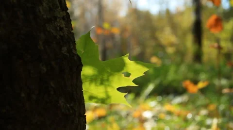 The Autumn park Video stock 43295790