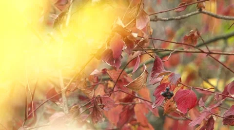 Autumn In The Park Stock Footage 52710271