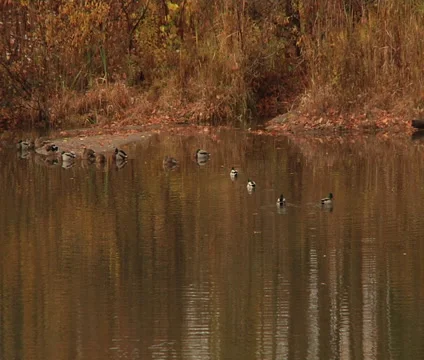 Autumn in the Park. Stock Footage 55298609