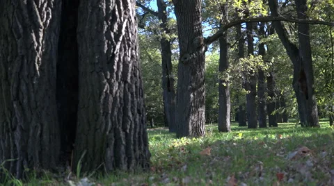 Autumn Park Video stock 55458607