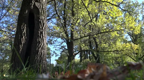 Autumn Park Video stock 55459055