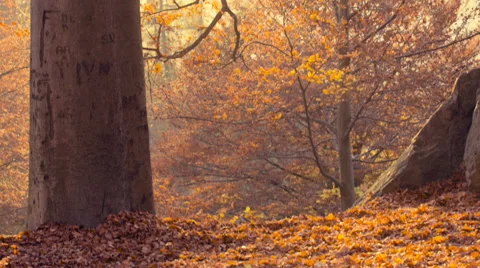 Autumn at park Stock Footage 56919012