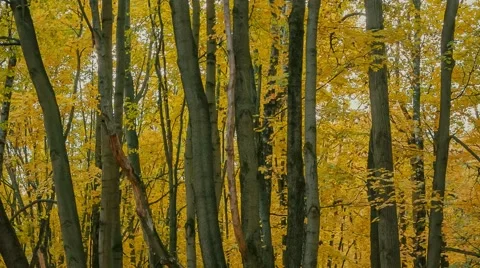 Autumn Park Stock Footage 62945730