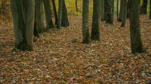 Autumn Park Stock Footage 62945749