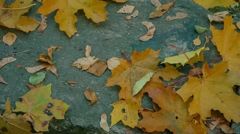 Autumn Park 스톡 동영상 62945753
