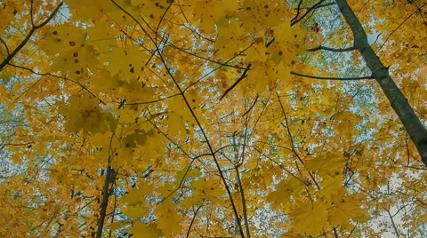 Autumn Park Stock Footage 62945770