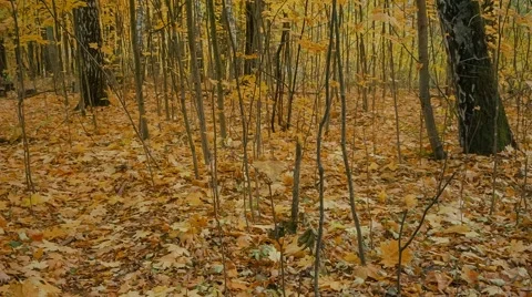 Autumn Park Stock Footage 62945780