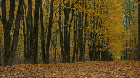 Autumn Park Видео 62945785