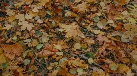 Autumn Park Stock Footage 62945840