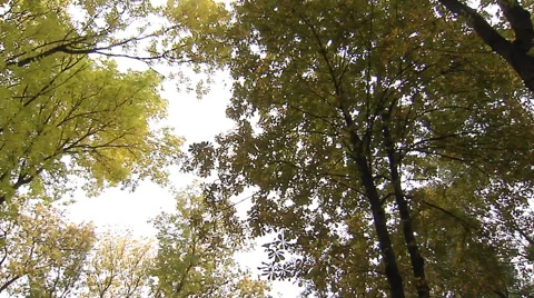 In the autumn Park Video stock 68604939
