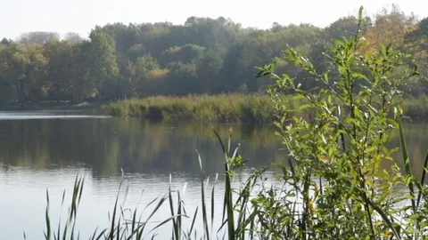 Autumn in the park Stock Footage 81364272