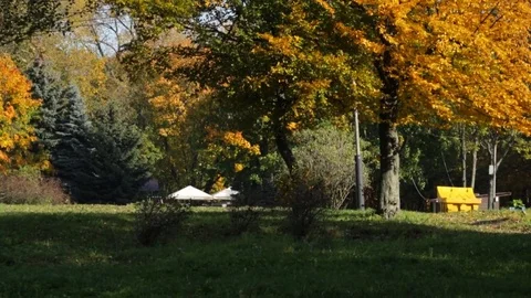 Autumn in the park 库存影片 84772657