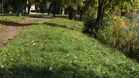 Autumn Park 库存影片 85016413