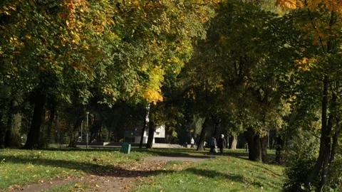 Autumn in the park Video stock 85167109