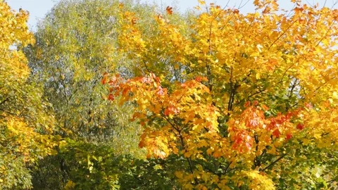 Autumn in the park Vidéo 85167334