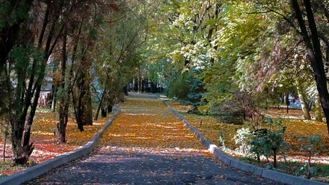 Autumn park Video stock 95603109