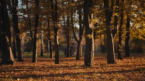 Autumn in the park. Stock Footage 96576985