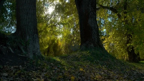 Autumn In The Park 스톡 동영상 96713638