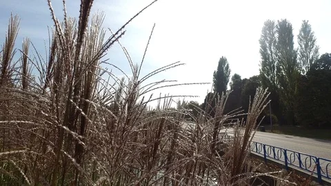 In the autumn park Video stock 97342701