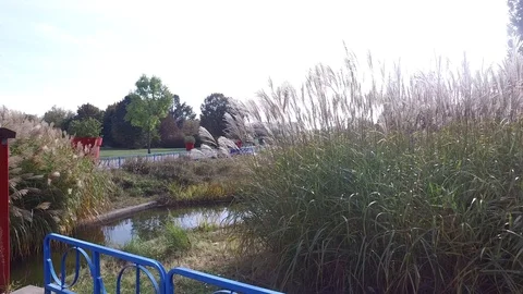 In the autumn park Video stock 97342784