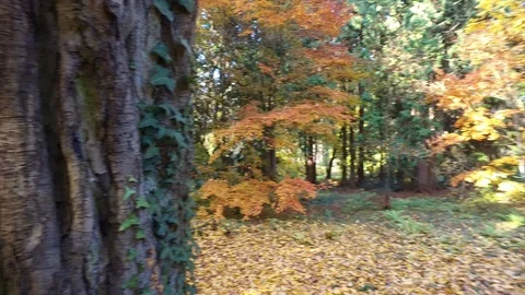 Autumn park Video stock 97347824