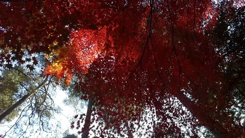 In the autumn park, Video stock 97347964