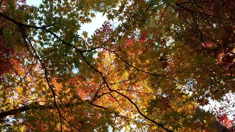 In the autumn park, Video stock 97348014