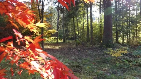 In a autumn park Video stock 97348787