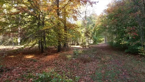 In the autumn park, Video stock 97349033