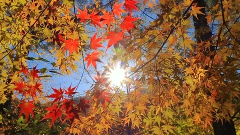 Autumn park. Stock Footage 98590808