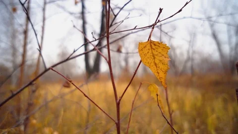 The Autumn Park. Stock Footage 98600283