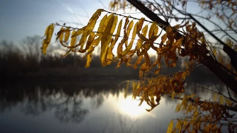 The Autumn Park. Stock Footage 98600326