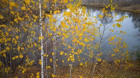 The Autumn Park. Stock Footage 98600331