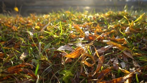The Autumn Park. Stock Footage 98600365
