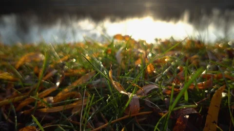 The Autumn Park. Stock Footage 98600371